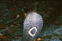 Tại sao ở Việt Nam, rắn hổ mang chúa không được xếp loại rắn hổ?