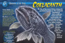 Bất ngờ sự thật về loài 'hóa thạch sống' nổi tiếng nhất thế giới