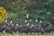 Bò tót, chim chóc dàn hàng trong khu rừng lớn nhất Đồng Nai