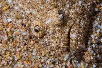 Loài cá độc lạ nhất hành tinh, cơ thể bẹp dí như bị dẫm