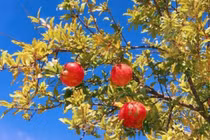 Cổ nhân dạy: Trước nhà trồng 5 loại cây này, con cháu đời đời phú quý