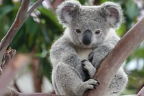 Soi loài thú túi kỳ lạ có dấu vân tay giống hệt con người 