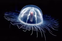 Cận cảnh loài vật kỳ diệu có thể đảo ngược quá trình lão hóa