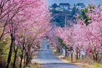 Đây là 5 điểm ngắm mai anh đào đẹp nhất ở Đà Lạt