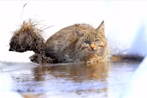 Tò mò người anh em "cùng cha khác ông nội" với mèo nhà 