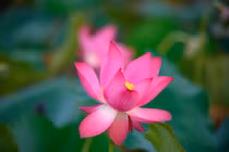 Vẻ đẹp lung linh của đầm sen Trà Lý, Duy Xuyên