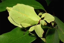 Loài côn trùng hình thù kỳ lạ nhất Việt Nam