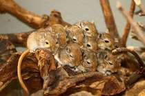 Điểm danh những loài chuột hoang dã thú vị trên thế giới