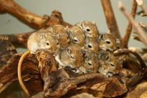 Điểm danh những loài chuột hoang dã thú vị trên thế giới