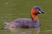 Những loài chim lặn độc đáo nhất thế giới: Một loài có ở Việt Nam