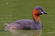 Những loài chim lặn độc đáo nhất thế giới: Một loài có ở Việt Nam