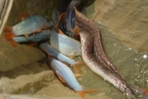 Nuôi loài cá lạ da bóng, đuôi đỏ, tiếng kêu éc éc... thu lãi trăm triệu 