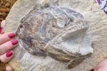 Phát hiện hóa thạch cá kỷ Jura hoàn hảo có niên đại hàng triệu năm