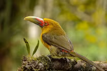 Tròn mắt với vẻ kỳ quái của các loài chim tu căng