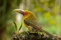 Tròn mắt với vẻ kỳ quái của các loài chim tu căng