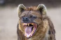 Sự thật bất ngờ về loài thú 'bẩn tính' nhất quả đất