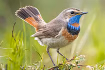 Vẻ đẹp khó cưỡng của các loài chim đớp ruồi Việt Nam