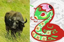 Tuần mới: 3 con giáp phát tài, vừa ra Tết đã rủng rỉnh tiền tiêu 