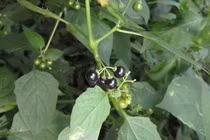 Những điều vô cùng bất ngờ về các loài cây họ Cà