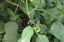 Những điều vô cùng bất ngờ về các loài cây họ Cà