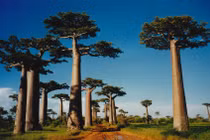 Những điều khó tin về cây bao báp huyền thoại châu Phi