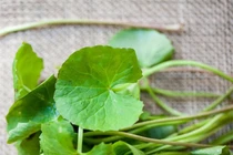 Loại rau dại đắt gấp 2 lần rau muống, bổ như “nhân sâm tự nhiên” 