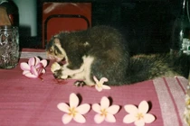 Cực thú vị trải nghiệm cuộc sống ở Sri Lanka năm 1993