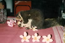 Cực thú vị trải nghiệm cuộc sống ở Sri Lanka năm 1993