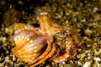 Điểm danh các loài cua thú vị nhất thế giới (1)