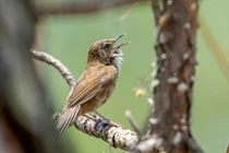 Cận cảnh loài chim đặc hữu cực hiếm được đặt tên là 'Đà Lạt'