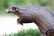 Điểm danh 8 loài tê tê quý hiếm còn tồn tại trên quả đất