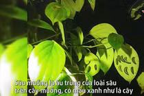 Chết khiếp món sâu lúc nhúc thành đặc sản nhậu thơm ngon 