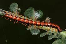 Côn trùng độc lạ ở VQG Cúc Phương qua ống kính quốc tế