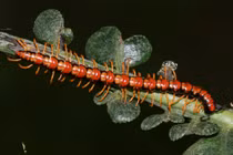 Côn trùng độc lạ ở VQG Cúc Phương qua ống kính quốc tế