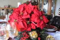 Giai thoại Giáng sinh ít người biết về cây hoa trạng nguyên 