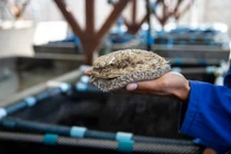 Loài hải sản được ví như “vàng trắng"