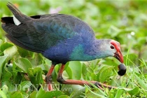 Khó tin loài chim lạ, biết giữ nhà như chó