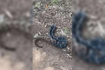 Video gây bão mạng cảnh rắn ăn thịt đồng loại 