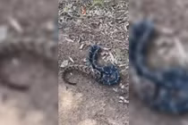 Video gây bão mạng cảnh rắn ăn thịt đồng loại 