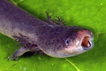 Phát hoảng loài lươn 2 chân kỳ dị như đến từ hành tinh khác