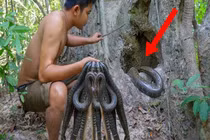 Video: Người đàn ông phát hiện tổ rắn bên trong gốc cây già