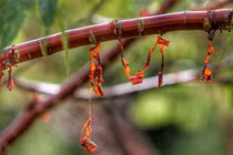 Loài cây độc dị như được đúc bằng đồng, đặc trưng của Tây Tạng 