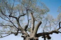 Cây cổ thụ vẫn sống sót sau vụ thả bom nguyên tử Hiroshima