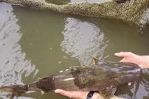 Điểm danh những loài cá “tiến vua” trứ danh nước Việt