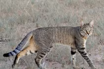 Điểm danh 10 loài mèo hoang dã hiện diện ở châu Phi