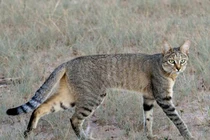 Điểm danh 10 loài mèo hoang dã hiện diện ở châu Phi