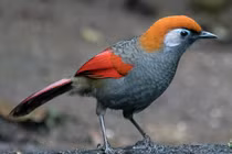 Sửng sốt vẻ lộng lẫy của các loài chim khướu đẹp nhất Việt Nam