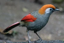 Sửng sốt vẻ lộng lẫy của các loài chim khướu đẹp nhất Việt Nam