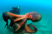 Sự thật đáng kinh ngạc về loài bạch tuộc khổng lồ nhất thế giới