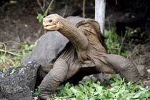 Soi loài rùa cạn dị nhất hành tinh: Uống nước qua mũi, nghiện xác thối